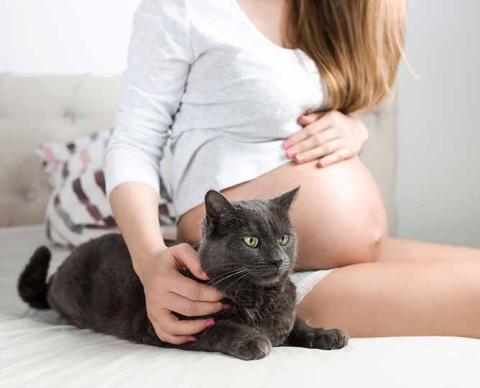 Quels sont les symptômes de la toxoplasmose ?